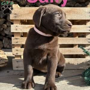 Sally, Chocolate Labrador Retriever Puppy
